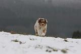 BERGER AUSTRALIEN PUPPIES 547